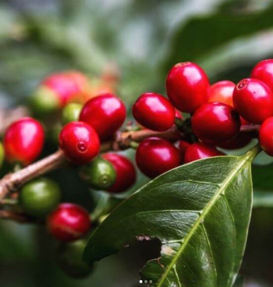 Coffee Berries